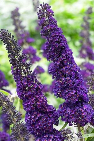 Buddleja d. 'Black Knight' 80-100 cm cont. 10L - afbeelding 7