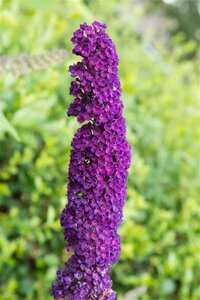 Buddleja d. 'Black Knight' 80-100 cm cont. 10L - afbeelding 4