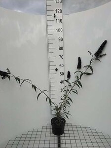 Buddleja d. 'Black Knight' geen maat specificatie cont. 2,0L