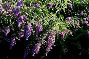 Buddleja d. 'Dartmoor' 80-100 cm cont. 3,0L - afbeelding 1