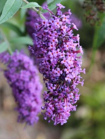 Buddleja d. 'Dartmoor' 80-100 cm cont. 3,0L - afbeelding 2