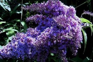 Buddleja d. 'Dartmoor' 80-100 cm cont. 3,0L - afbeelding 3