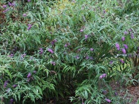 Buddleja d. 'Dartmoor' 80-100 cm cont. 3,0L - afbeelding 4