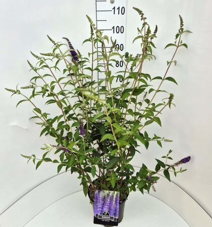 Buddleja d. 'Empire Blue' 80-100 cm cont. 10L - afbeelding 7