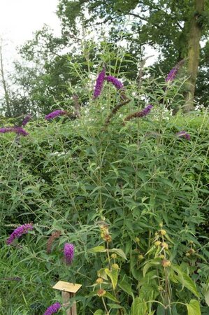 Buddleja d. 'Empire Blue' 80-100 cm cont. 10L - afbeelding 1