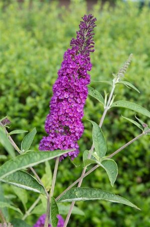 Buddleja d. 'Empire Blue' 80-100 cm cont. 10L - afbeelding 2