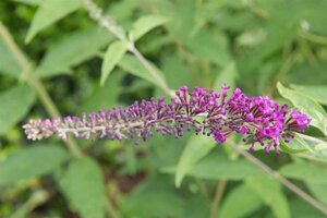 Buddleja d. 'Empire Blue' 80-100 cm cont. 10L - afbeelding 3