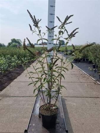 Buddleja d. 'Empire Blue' 80-100 cm cont. 10L - afbeelding 6