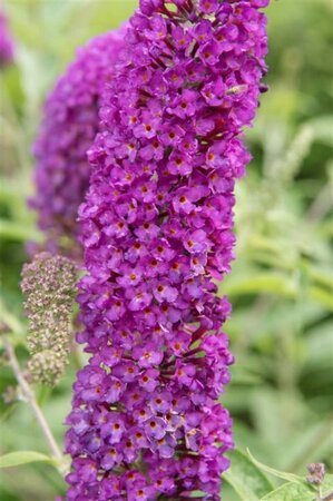 Buddleja d. 'Empire Blue' 80-100 cm cont. 10L - afbeelding 5