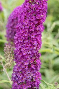 Buddleja d. 'Empire Blue' 80-100 cm cont. 10L - afbeelding 5