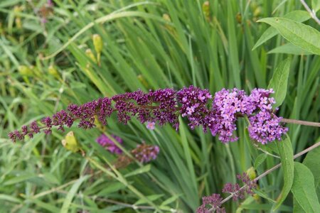 Buddleja d. 'Ile de France' 60-90 cm container - afbeelding 1