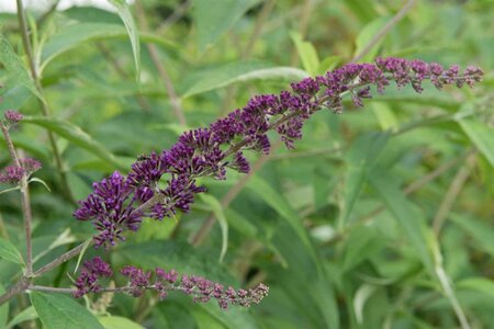 Buddleja d. 'Ile de France' 60-90 cm container - afbeelding 2