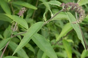 Buddleja d. 'Ile de France' 60-90 cm container - afbeelding 3