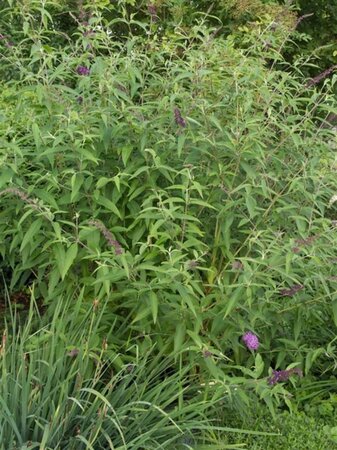 Buddleja d. 'Ile de France' 60-90 cm container - afbeelding 4