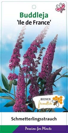 Buddleja d. 'Ile de France' geen maat specificatie cont. 3,0L - afbeelding 2