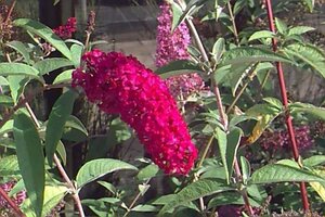 Buddleja d. 'Ile de France' geen maat specificatie cont. 3,0L - afbeelding 1