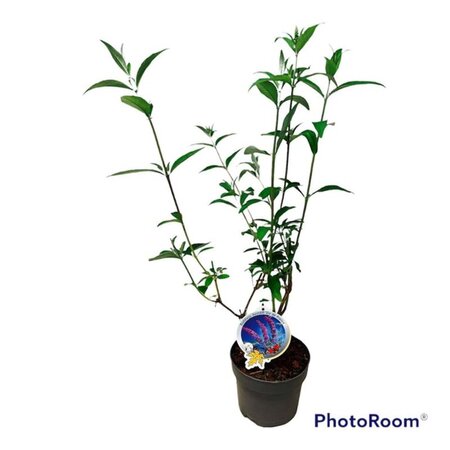 Buddleja d. 'Ile de France' geen maat specificatie cont. 3,0L - afbeelding 4