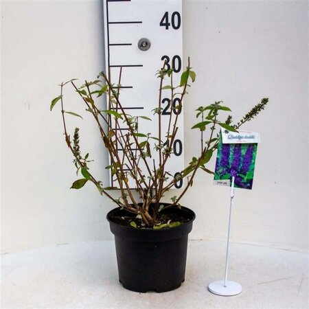 Buddleja d. 'Nanho Blue' 30-40 cm cont. 3,0L - afbeelding 1