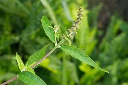 Buddleja d. 'Nanho Blue' 60-90 cm container - afbeelding 2