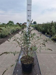 Buddleja d. 'Nanho Blue' 80-100 cm cont. 10L - afbeelding 4