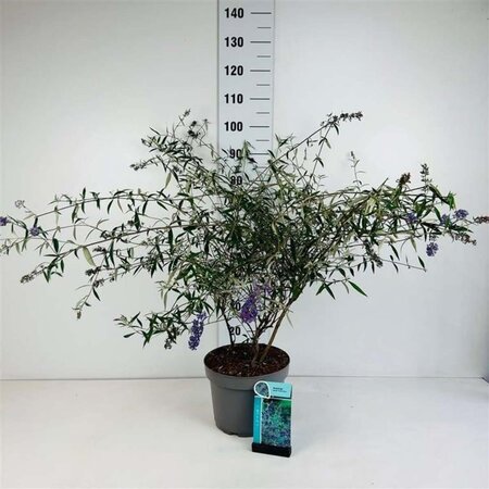 Buddleja d. 'Nanho Blue' 80-100 cm cont. 10L - afbeelding 3