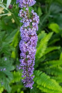 Buddleja d. 'Nanho Blue' 80-100 cm cont. 10L - afbeelding 1