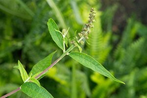 Buddleja d. 'Nanho Blue' 80-100 cm cont. 10L - afbeelding 2