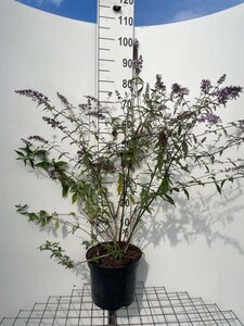 Buddleja d. 'Nanho Blue' 80-100 cm cont. 7,5L - afbeelding 2