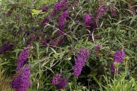 Buddleja d. 'Nanho Purple' 40-60 cm container - afbeelding 1