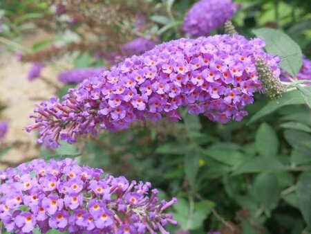 Buddleja d. 'Nanho Purple' 40-60 cm container - afbeelding 2