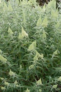 Buddleja d. 'Nanho White' 50-60 cm cont. 3,0L - afbeelding 2