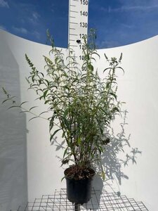 Buddleja d. 'Nanho White' geen maat specificatie cont. 7,5L