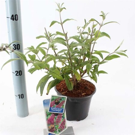 Buddleja d. 'Pink Delight' 30-40 cm cont. 2,0L - afbeelding 2