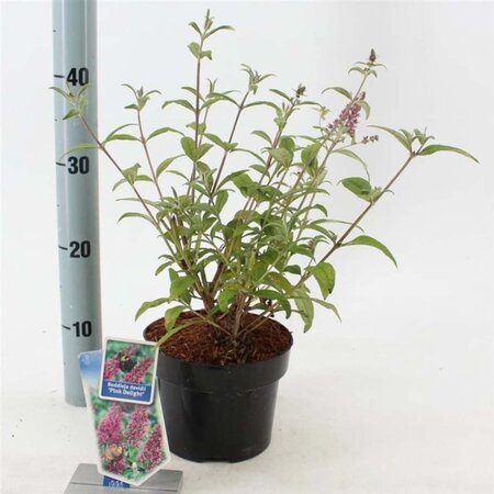 Buddleja d. 'Pink Delight' 30-40 cm cont. 2,0L - afbeelding 3