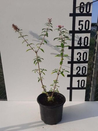 Buddleja d. 'Pink Delight' 30-40 cm cont. 2,0L - afbeelding 1