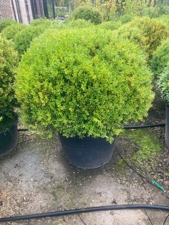 Buxus sempervirens 100 cm met kluit bol - afbeelding 1