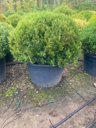 Buxus sempervirens 100 cm met kluit bol - afbeelding 2