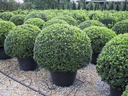 Buxus sempervirens 120 cm met kluit bol - afbeelding 4