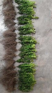 Buxus sempervirens 20-30 cm wortelgoed 3-jarig verplante stekken - afbeelding 2