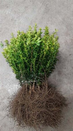 Buxus sempervirens 20-30 cm wortelgoed 3-jarig verplante stekken - afbeelding 3