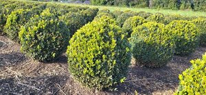 Buxus sempervirens 35 cm met kluit bol - afbeelding 4