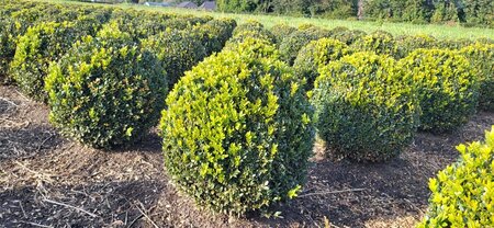 Buxus sempervirens 35 cm met kluit bol - afbeelding 5