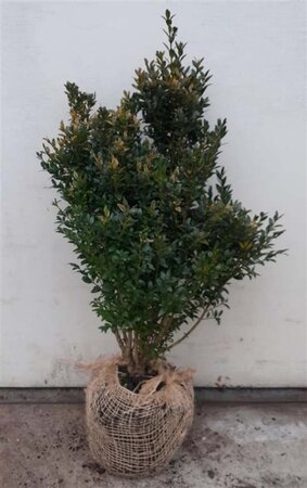 Buxus sempervirens 40-50 cm met kluit - afbeelding 2