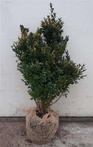 Buxus sempervirens 40-50 cm met kluit - afbeelding 2