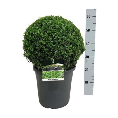 Buxus sempervirens 40 cm cont. 12L bol - afbeelding 4