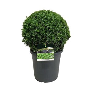 Buxus sempervirens 40 cm cont. 12L bol - afbeelding 5