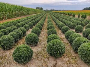 Buxus sempervirens 40 cm met kluit bol - afbeelding 4