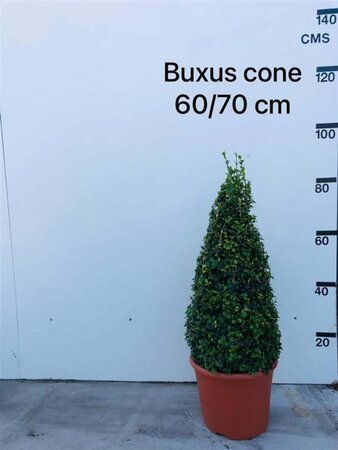 Buxus sempervirens 60-70 cm met kluit kegel - afbeelding 2