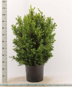 Buxus sempervirens 60-80 cm cont. 15L - afbeelding 4