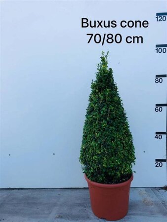 Buxus sempervirens 70-80 cm met kluit kegel - afbeelding 2